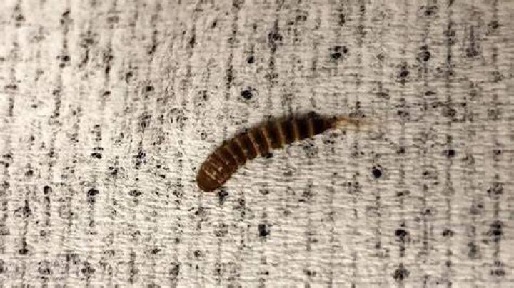 What are the tiny worms in my carpet?