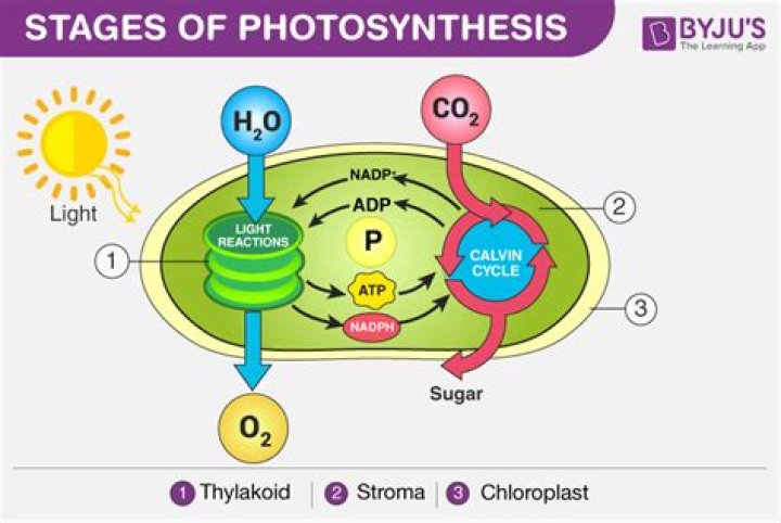 What are the two stages of photosynthesis and the starting molecules?