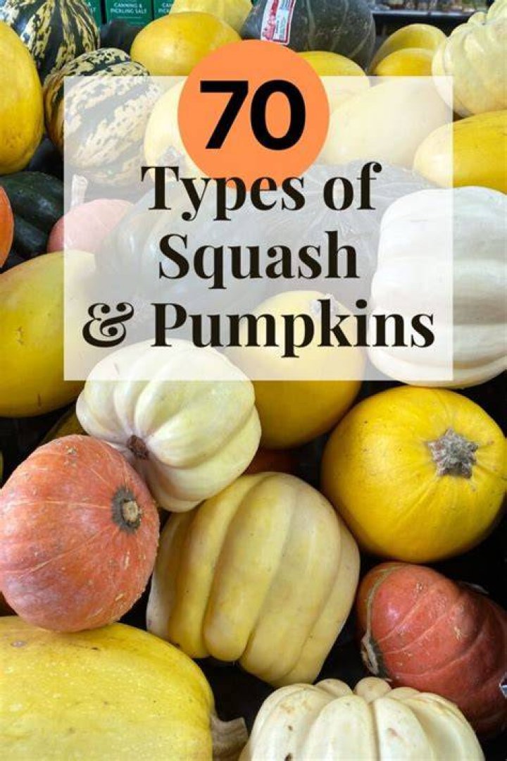 What are the types of squash balls?