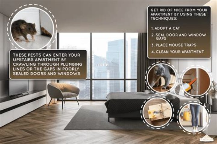 What attracts mice to your bedroom?
