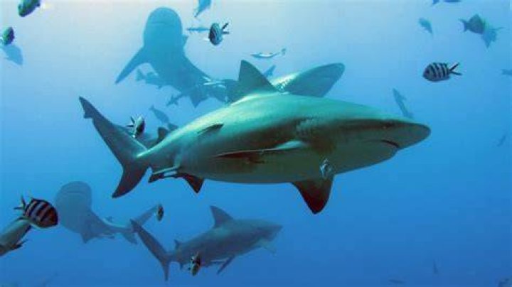 What attracts more sharks?