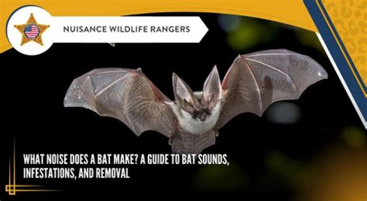 What bat does Stokes use?