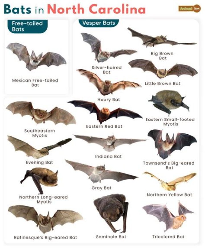 What bats are banned in USSSA?
