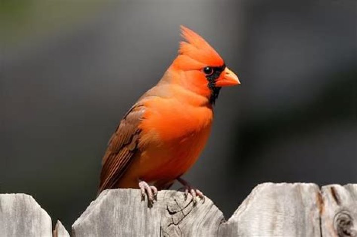 What bird looks similar to a male cardinal?