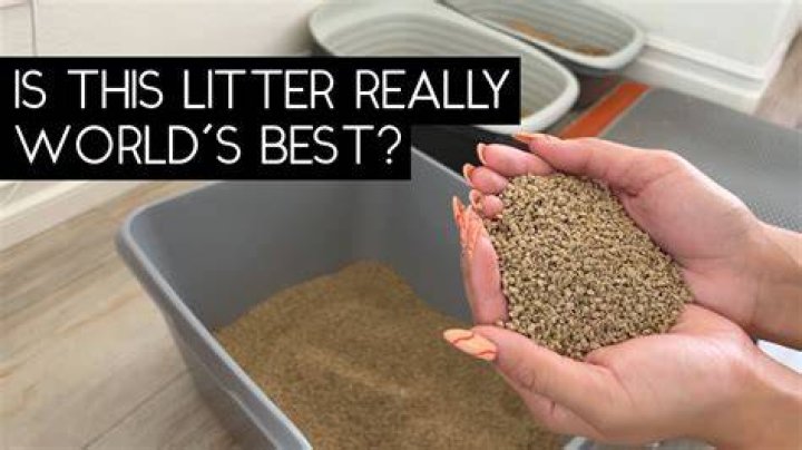 What brand of cat litter is the best?