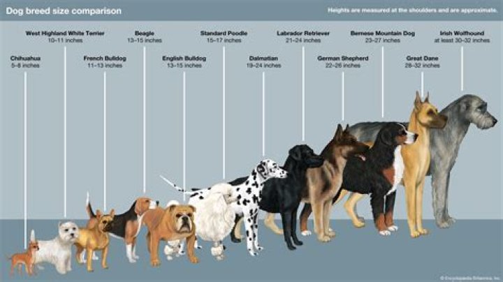 What breed of dogs bite the most humans?