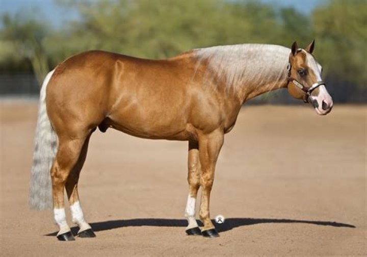 What breed of horse is American Pharoah?