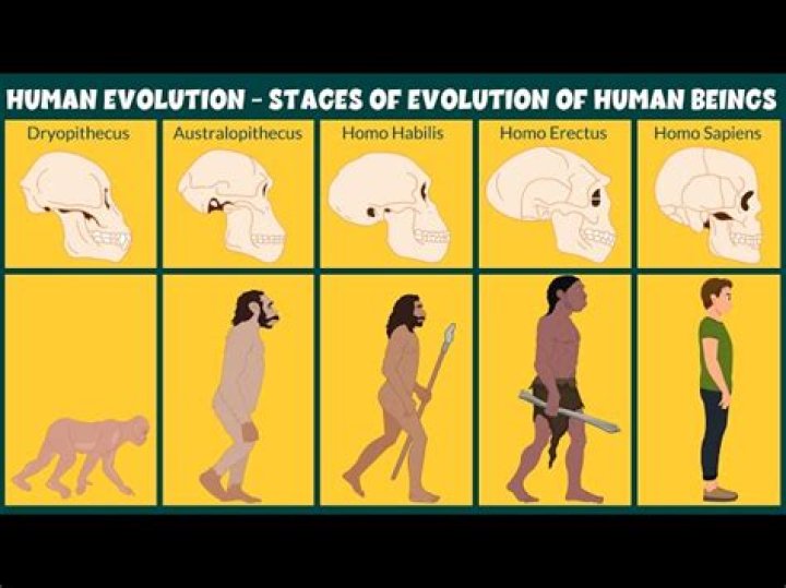 What came before humans?