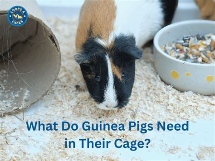 What can guinea pigs have as bedding?