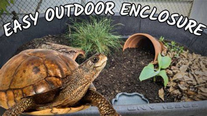 What can I give my tortoise to play with?