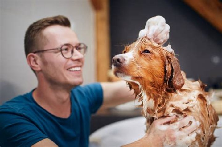 What can I use to wash my dog UK?