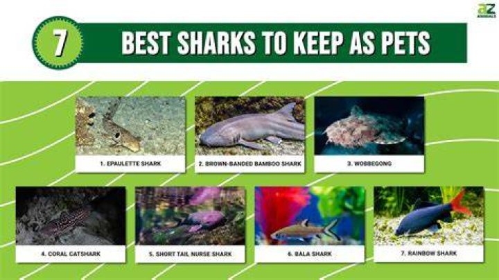 What can sharks sense that human Cannot?