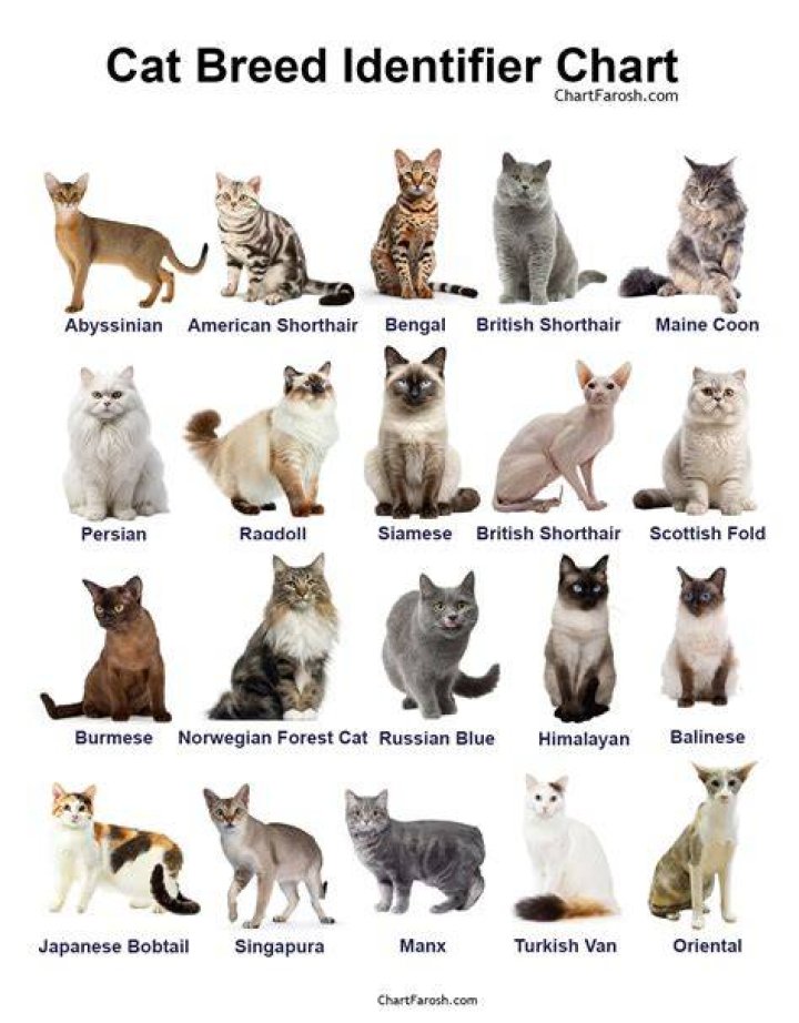 What cat breed likes to cuddle the most?