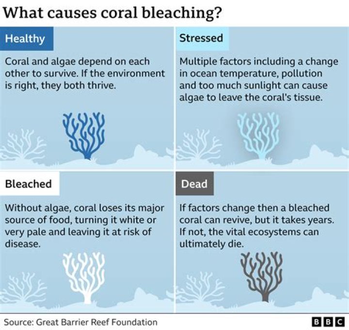 What causes coral bleaching in the Great Barrier Reef?