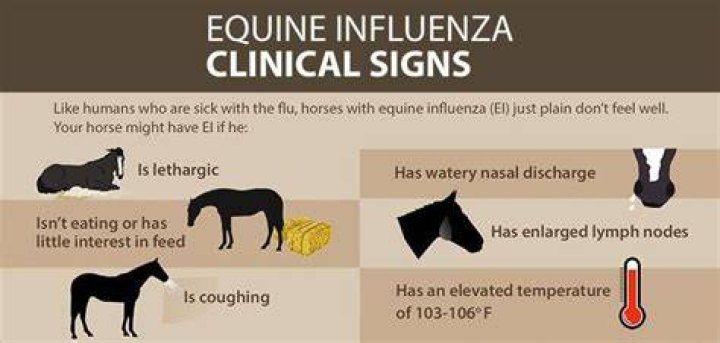 What causes equine influenza?
