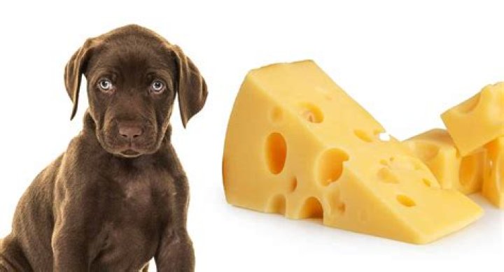 What cheeses can dogs eat?