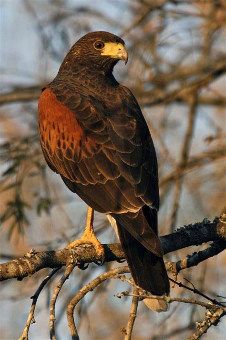 What color are hawks?