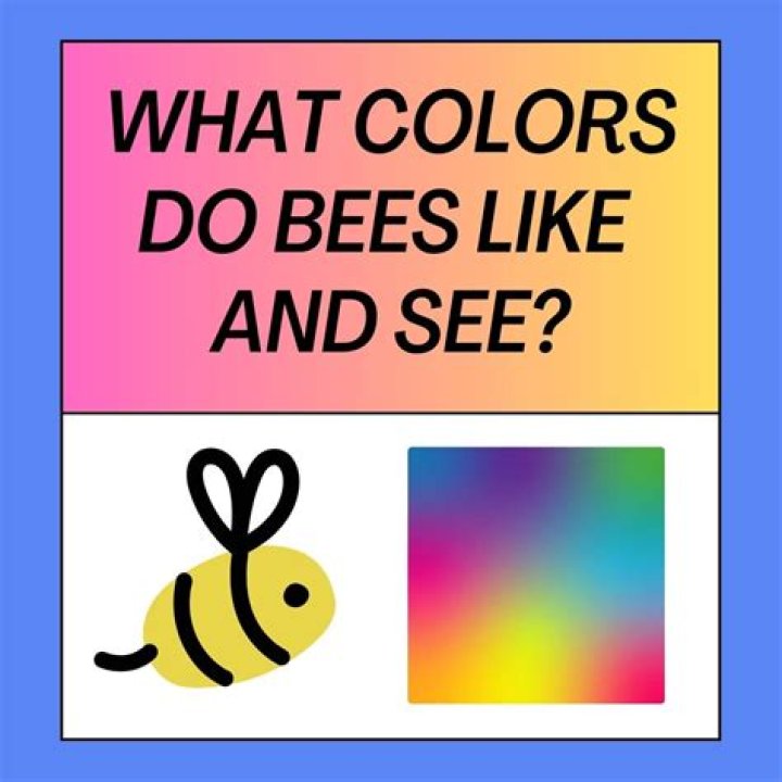 What color do bees like best?