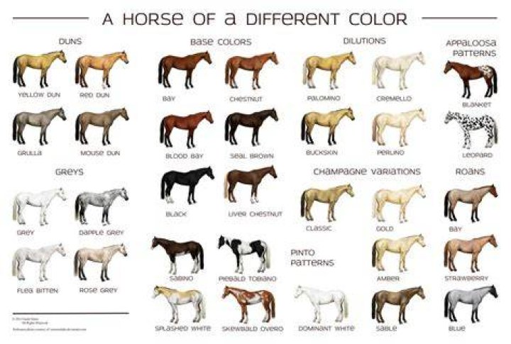 What colors do horses not like?