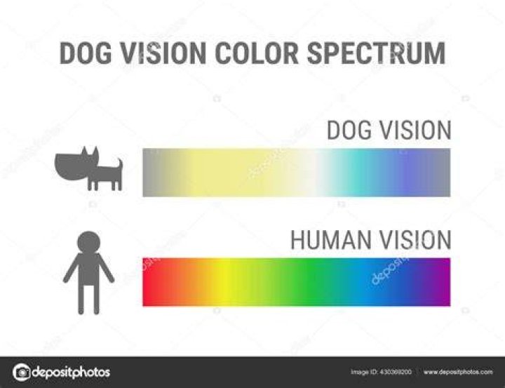 What colour is a human to a dog?