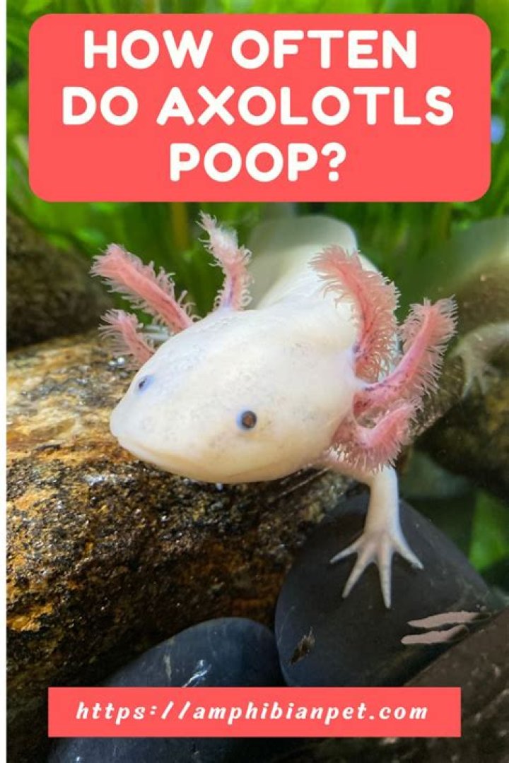 What Colour is axolotl poop?