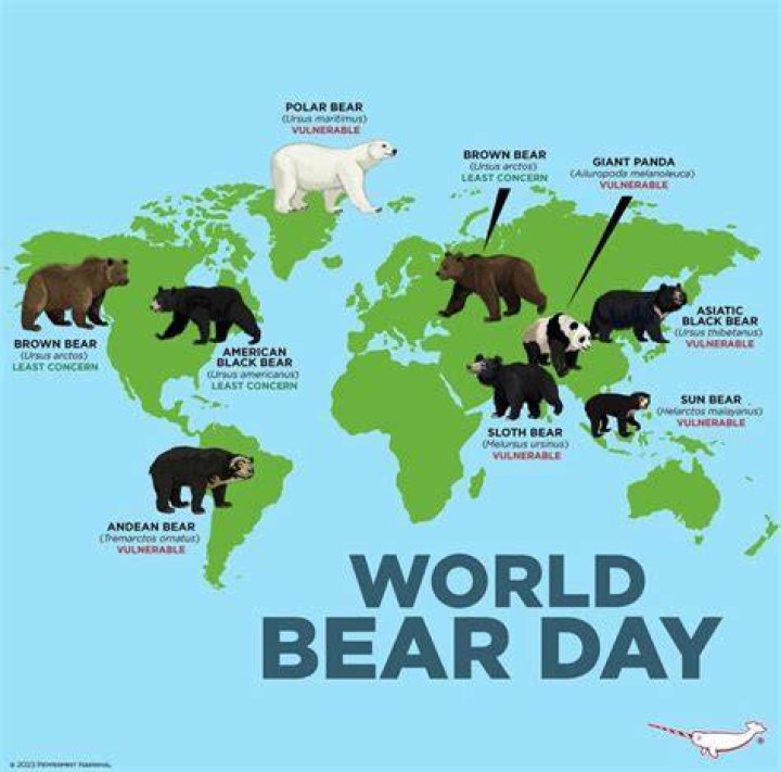 What continent has no bears?