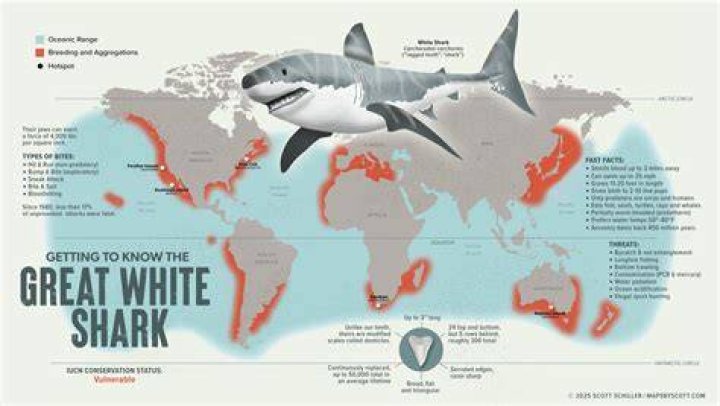 What countries are great white sharks in?