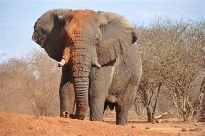 What crops do elephants not like?