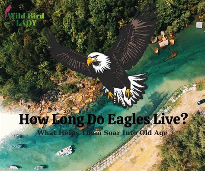 What did Eddie the Eagle do?