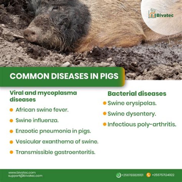 What diseases can you get from wild hogs?