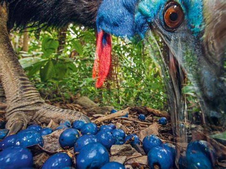 What do baby cassowaries eat?