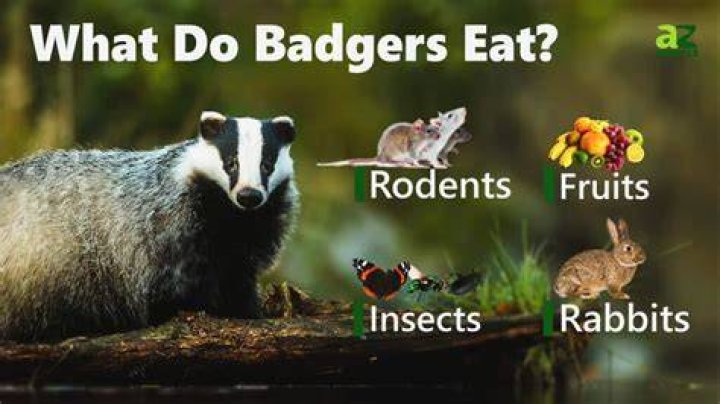 What do badgers eat?