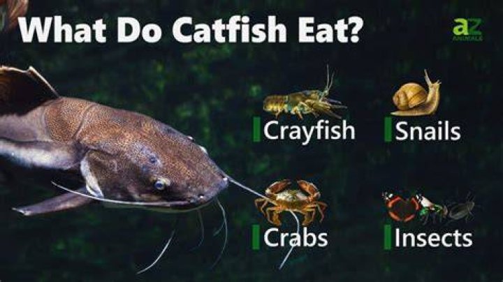 What do catfish do when they spawn?