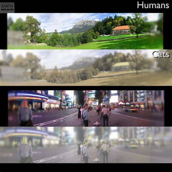 What do cats see when they look at humans?