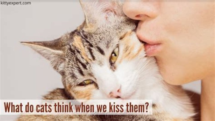 What do cats think when we kiss the?
