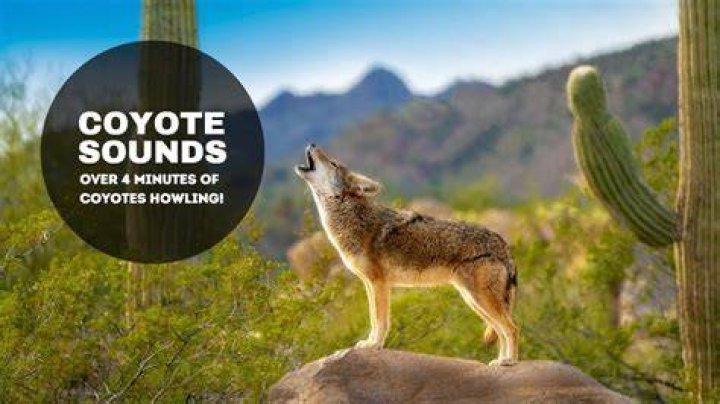 What do coyote sounds mean?