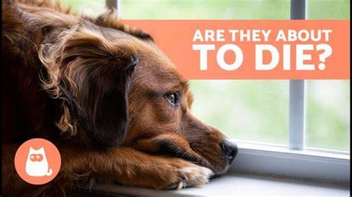 What do dogs do when they know they are dying?