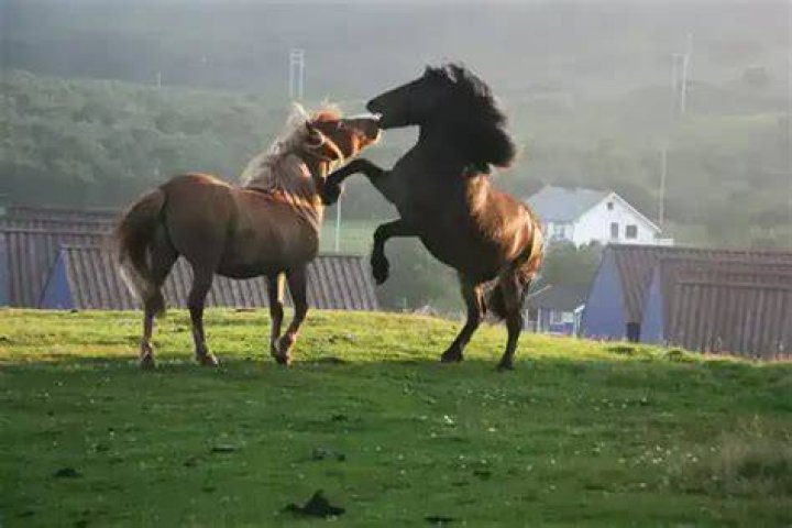 What do horses like doing?