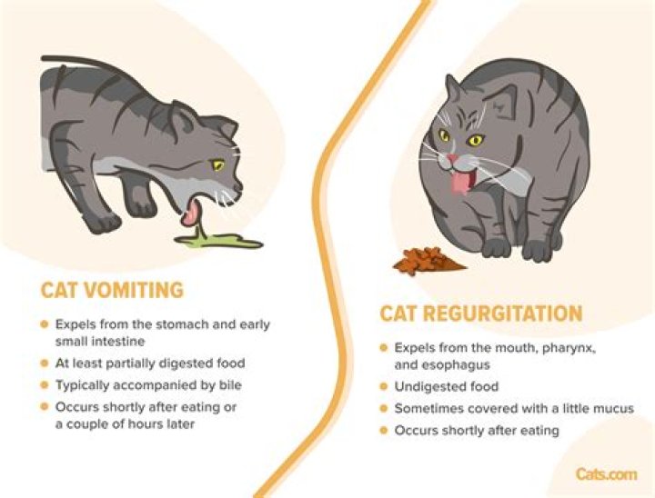 What do I do if my cat wont eat or drink?