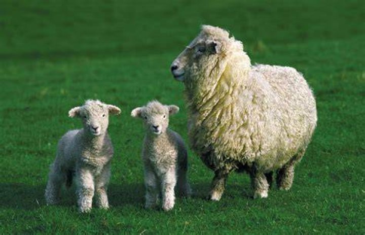 What do Lambs smell like?