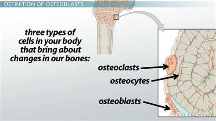 What do osteoblasts produce?