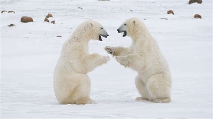 What do polar bears do for fun?