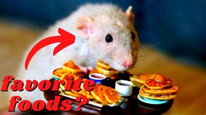 What do rats like to eat best?