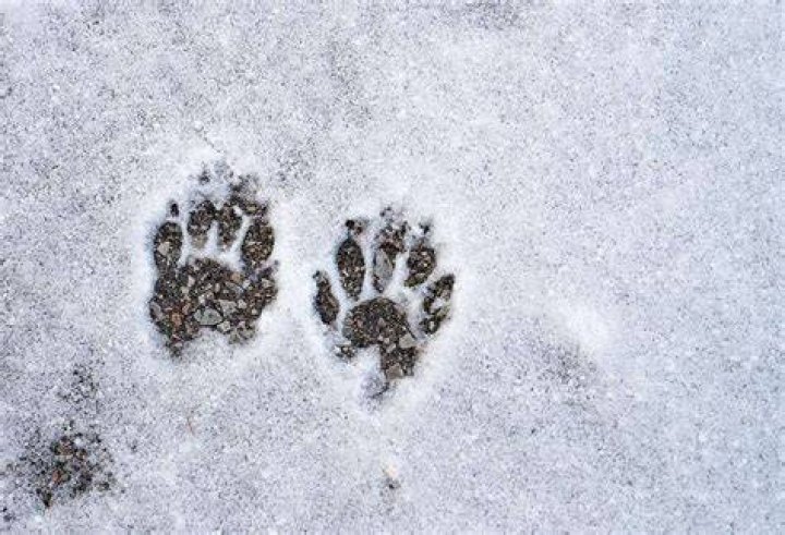 What do skunks tracks look like?