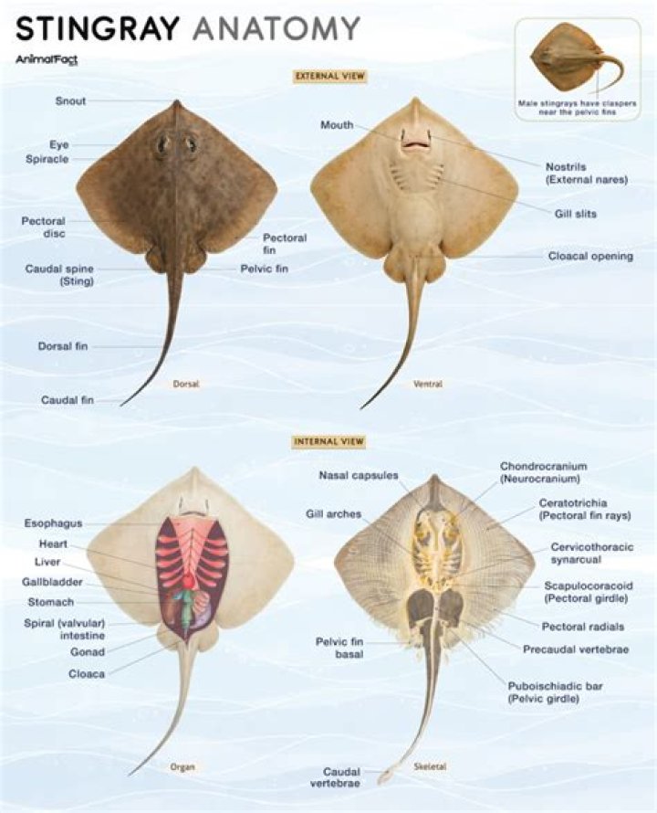 What do stingrays feel like?