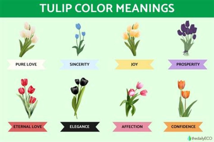 What do tulips mean in the language of flowers?