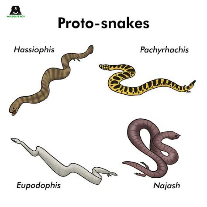What do whip snakes look like?