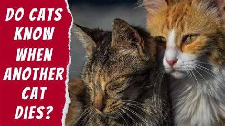 What does a cat do if its owner dies?