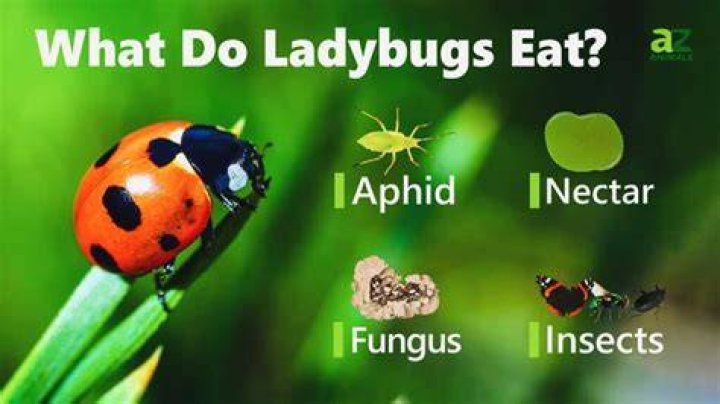 What does a ladybugs eat and drink?