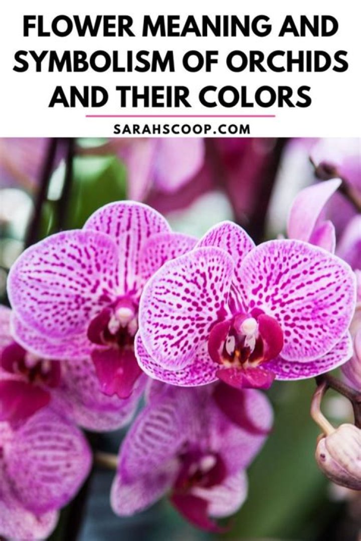What does a purple orchid mean?